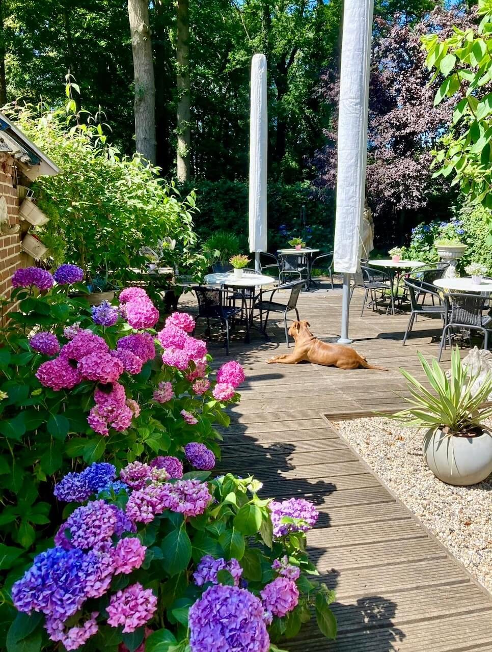 Zwaluw Koffie Zwaluw koffie terras